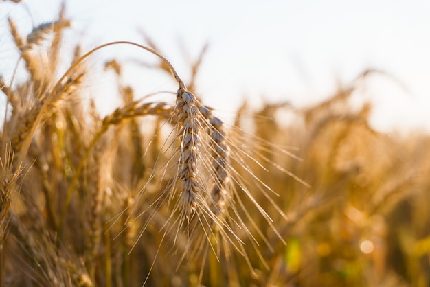 Agricultural field with wheat