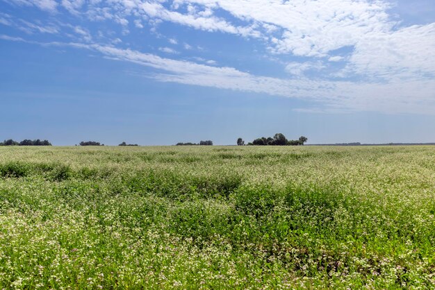 Agricultural field with white flowers for honey