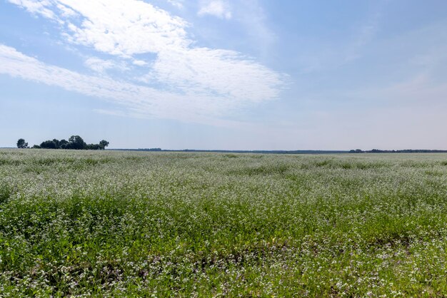 Agricultural field with white flowers for honey