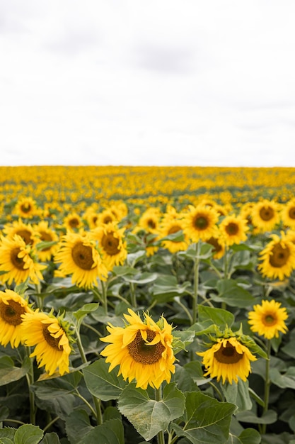 Agricultural field with yellow sunflowers against the sky with clouds Gold sunset