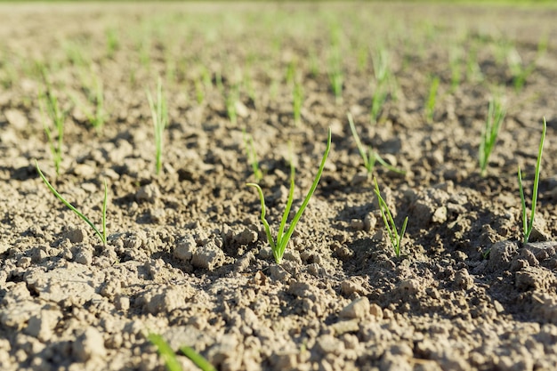 Campo agricolo, giovani cipolle verdi che crescono nel terreno.