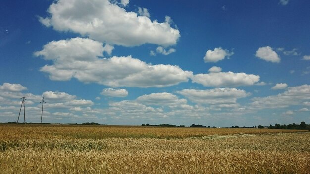 Photo agricultural field