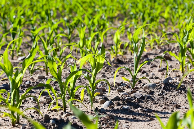 Agricultural field