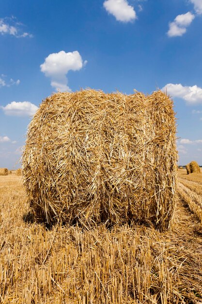 The agricultural field