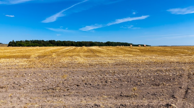 Agricultural field