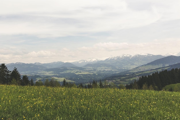 Photo agricultural field