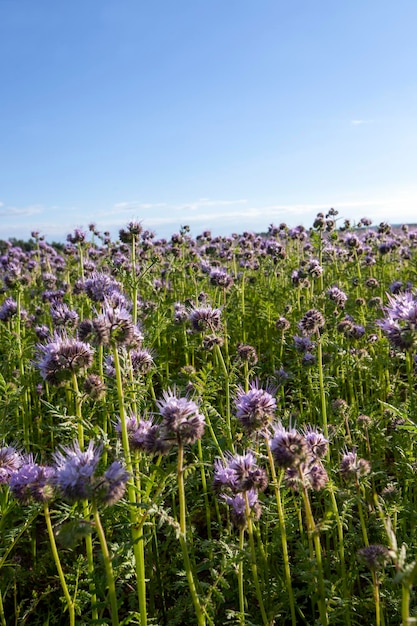 Foto campi agricoli dove crescono fiori viola