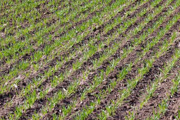 Agricultural fields with a large number of young green cereal wheat as grass