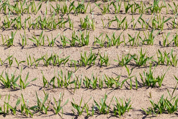 Agricultural fields with a large number of young green cereal wheat as grass