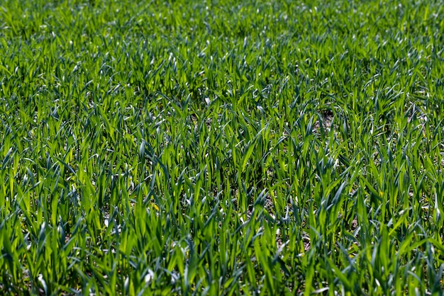 Photo agricultural fields with a large number of young green cereal wheat as grass