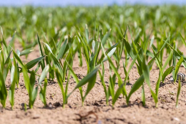 Сельскохозяйственные поля с большим количеством молодой зеленой пшеницы в качестве травы