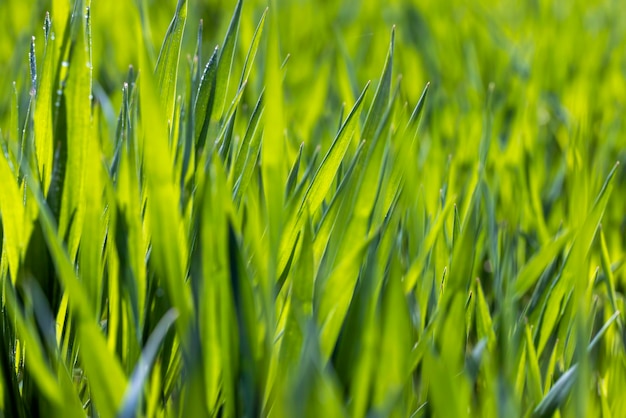 Agricultural fields with a large number of young green cereal wheat as grass