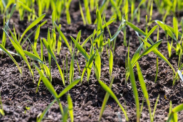 Agricultural fields with a large number of young green cereal wheat as grass