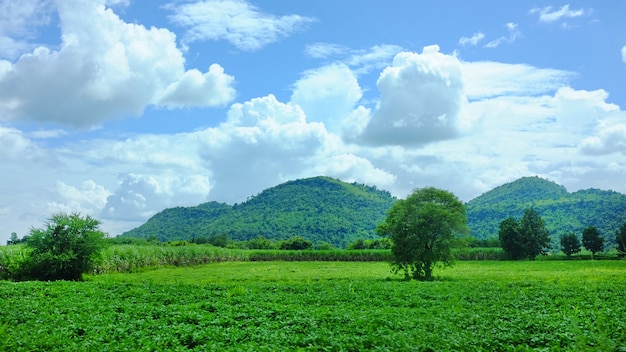 Agricultural fields with mountain background and blue sky.