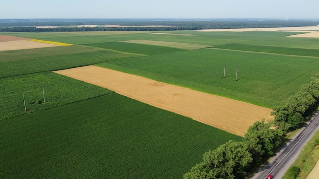 Agricultural fields yellow and green agricultural fields with ripe wheat and other different agricul