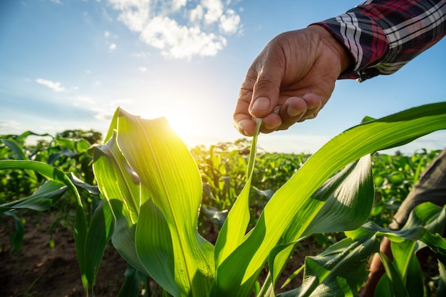 Agricultural Garden of Corn field Farmer hand touches green leaves of young green corn growing on the field with blue sky at sunset Concept of natural farming agriculture