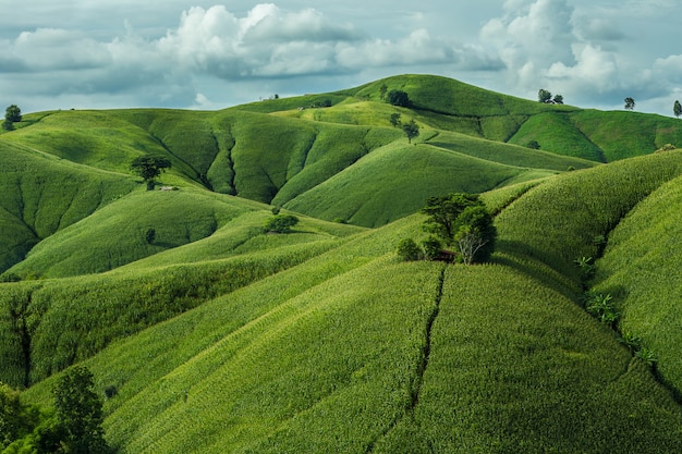 Agricultural Green corn field on hill with blue sky