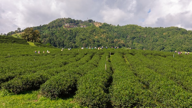 Agricultural green tea farmland area on the mountain