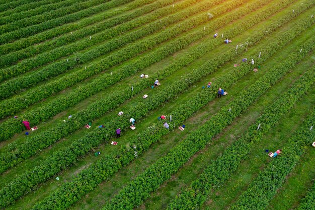 Agricultural harvesting raspberry top view from drone