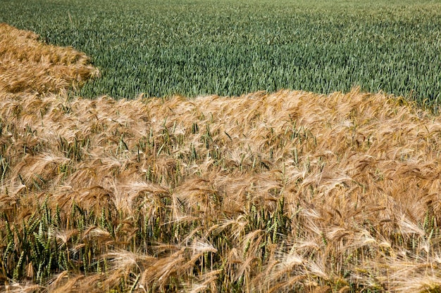 Agricultural industrial field on which the grain harvest grows