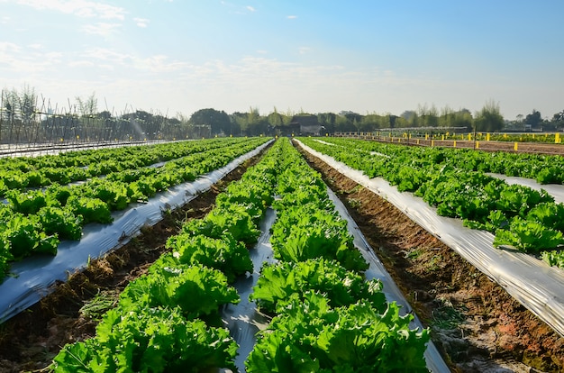 Agricultural industry. Growing salad lettuce on field