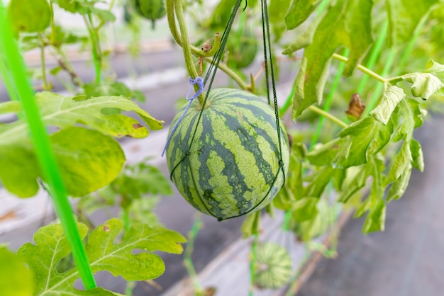 Agricultural industry of watermelon cultivation in greenhouses