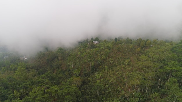 Agricultural land farmlands in rainforest covered clouds fields with crops trees aerial view farmers