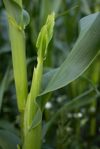 Agricultural land of green corn farm Corn stalks close up cultivated fields Wallpaper Minimalist landscape The beauty of the earth The cob of corn