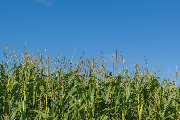 The agricultural land of a green corn farm  ultivated fields fresh corn cobs a field of corn