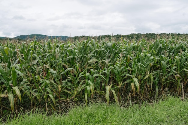 The agricultural land of a green corn farm