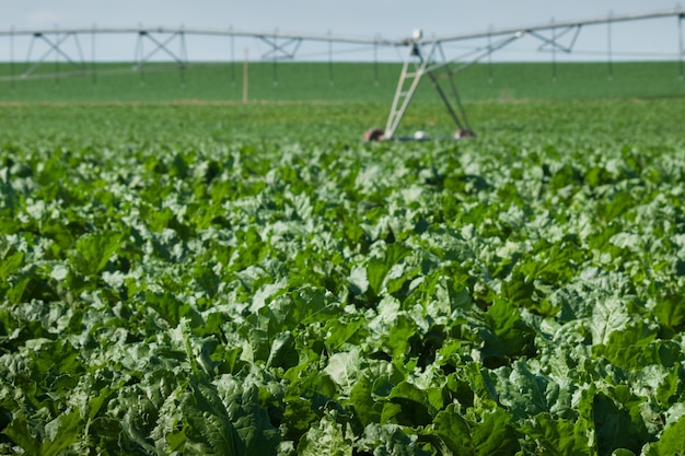 Agricultural land with row crops in Fort Collins, Colorado.