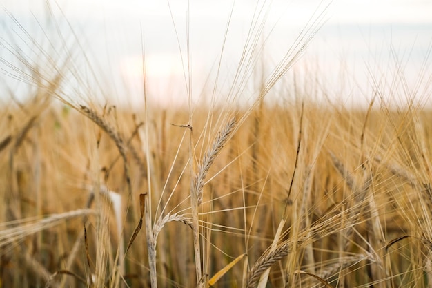 Paesaggio agricolo con spighe di segale raccolto di grano