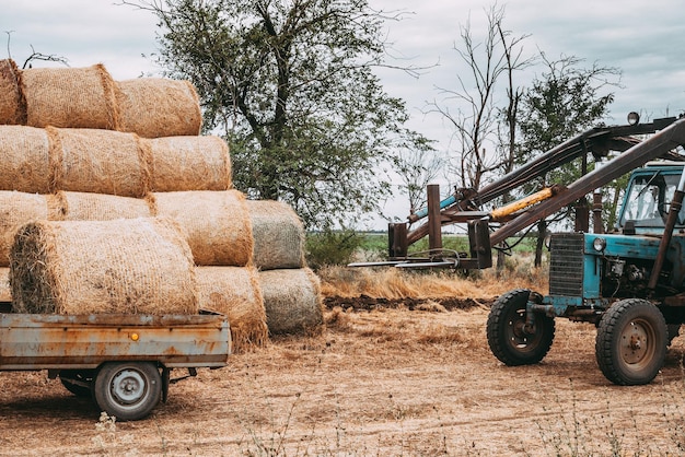 Il macchinario agricolo nel campo smussato dell'oro sposta le balle di fieno dopo la raccolta del trattore delle colture