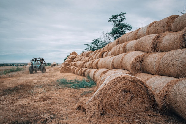 Photo agricultural machinery in beveled gold field moves the hay bales after harvest of crops tractor