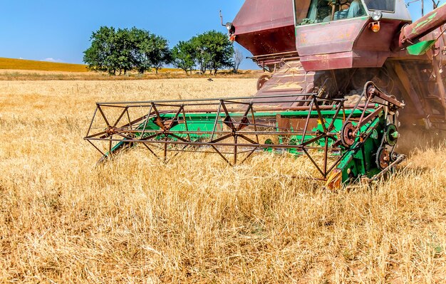 Agricultural machinery harvester on a wheat field on a sky background landscape