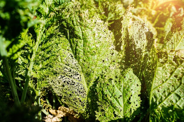 I parassiti agricoli hanno danneggiato le foglie con buchi come una pianta malata sullo sfondo della natura con...