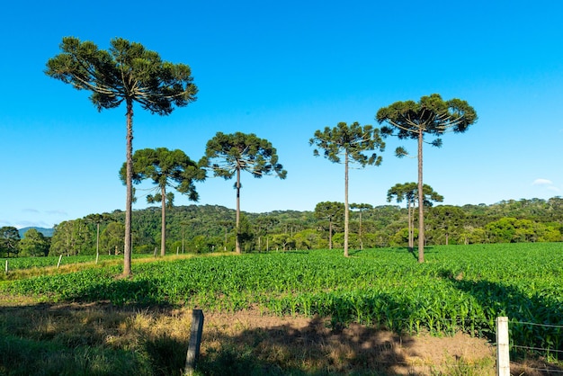 Сельскохозяйственная плантация в горах Санта-Катарина, Бразилия