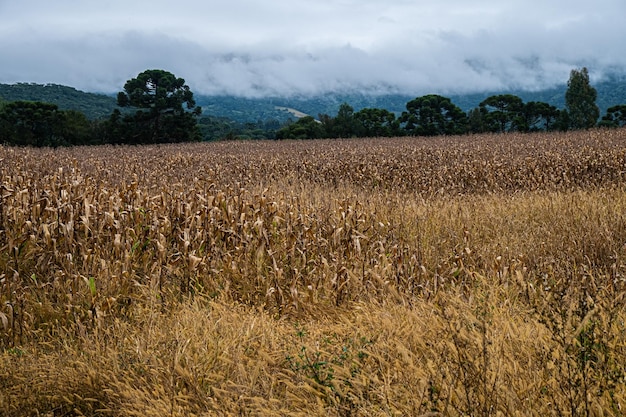 Photo agricultural plantation in productive lands of santa catarina