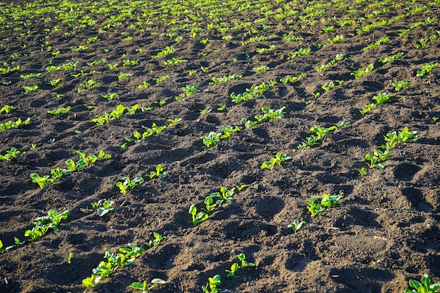 Le piante agricole crescono nel terreno coltivazione di alimenti biologici naturali che cresce in un terreno ricco di terra nera