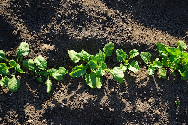 Le piante agricole crescono nel terreno coltivazione di alimenti biologici naturali che cresce in una ricca vista dall'alto di terreno nero