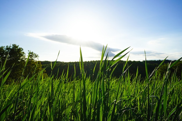 Le piante agricole crescono nel terreno coltivato con alimenti biologici naturali in un ricco terreno nero alla luce del sole.