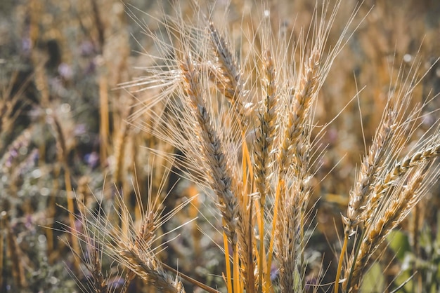 Agricultural production of wheat Pampas Argentina