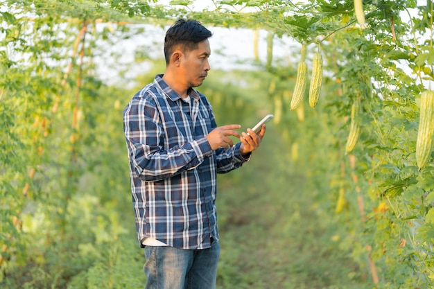 Responsabile della ricerca agricola