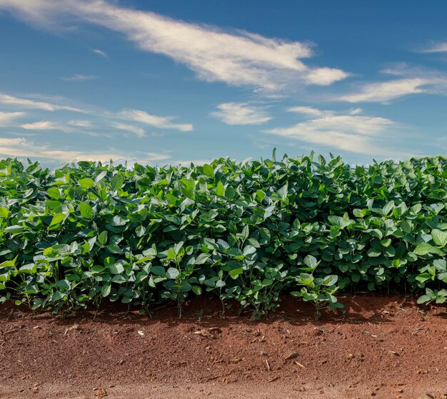 Agricultural soy plantation on blue sky - Green growing soybeans plant against sunlight.