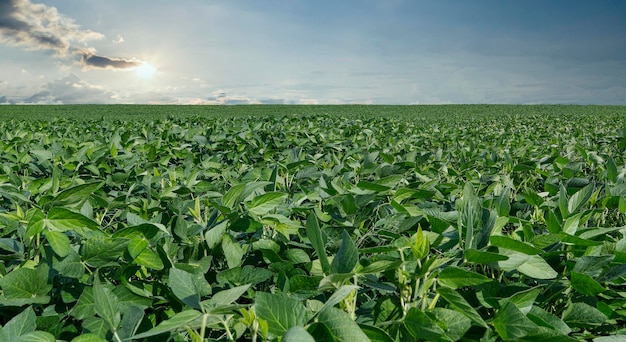 Agricultural soy plantation on blue sky - Green growing soybeans plant against sunlight.