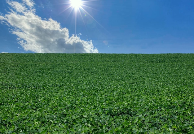 Agricultural soy plantation on blue sky - Green growing soybeans plant against sunlight.