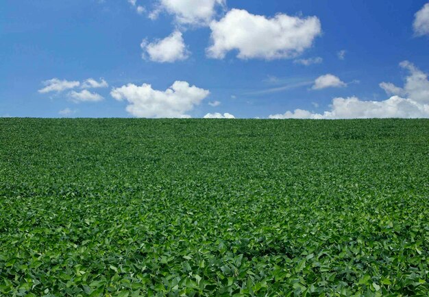 Agricultural soy plantation on blue sky - Green growing soybeans plant against sunlight.