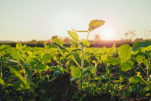 agricultural soy plantation on  field with sunset background
