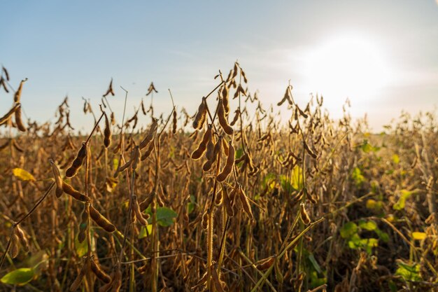 Agricultural soy plantation on sunny day Soy plant Soy pods