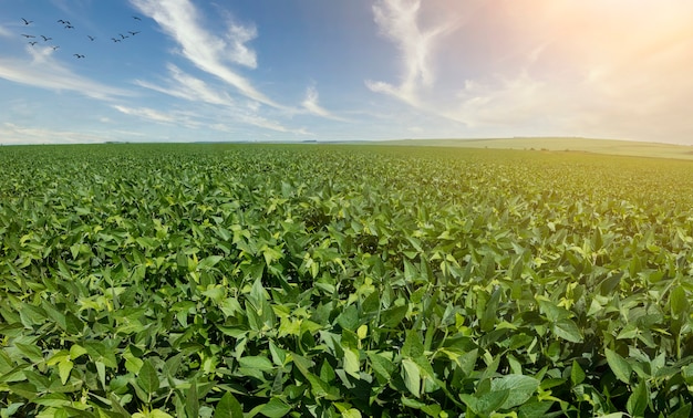 Agricultural soy plantation on sunny day